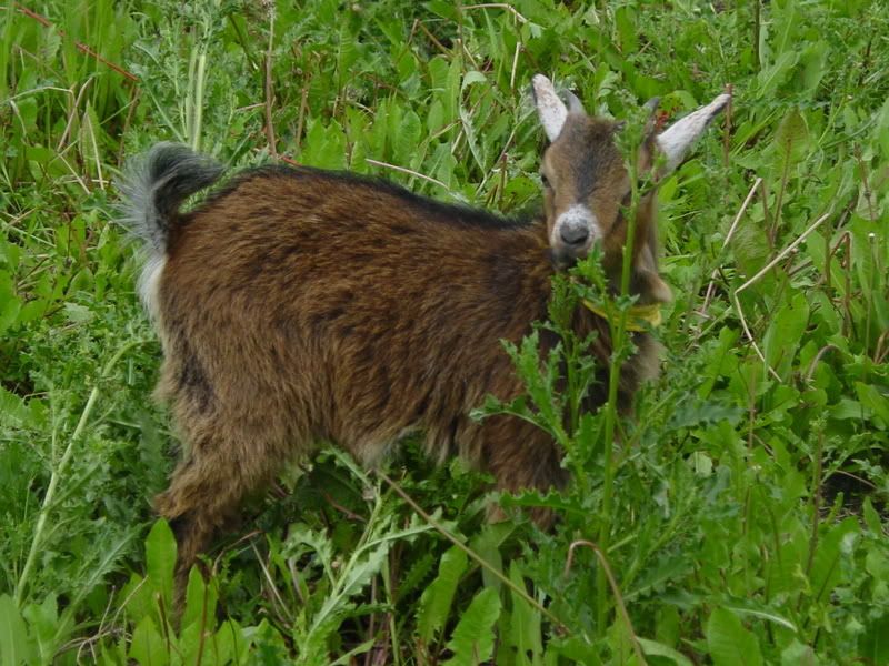 Fun with goats! *Pictures* - Goats