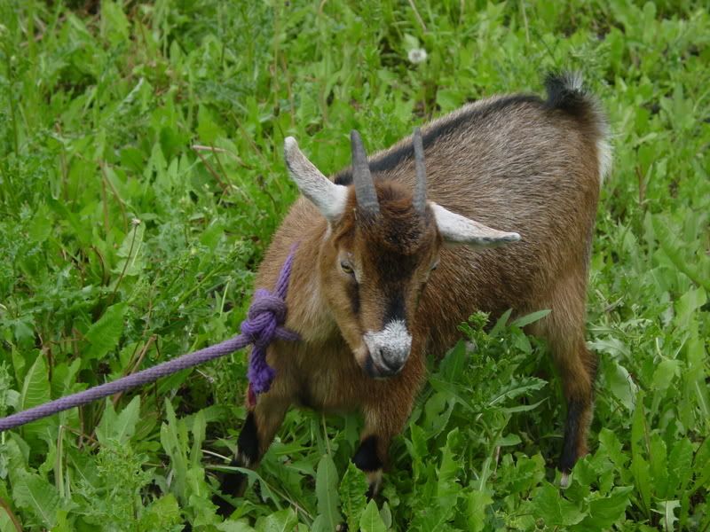 Fun with goats! *Pictures* - Goats