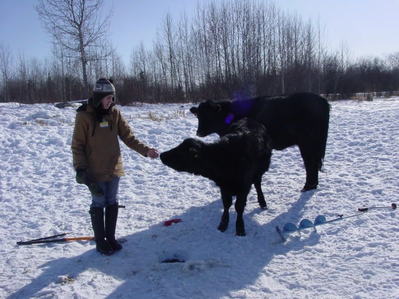 Maybe she IS bred.... - Cattle
