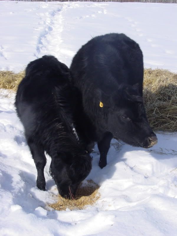 Maybe she IS bred.... - Cattle