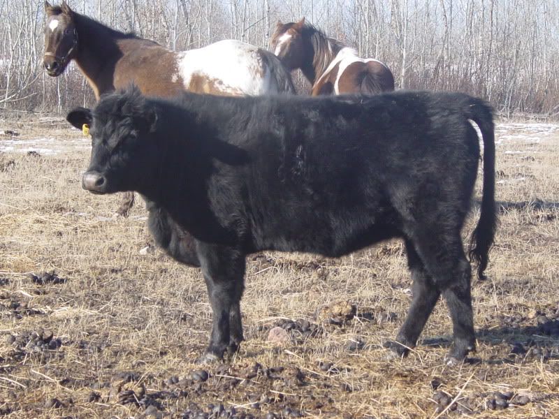 Maybe she IS bred.... - Cattle