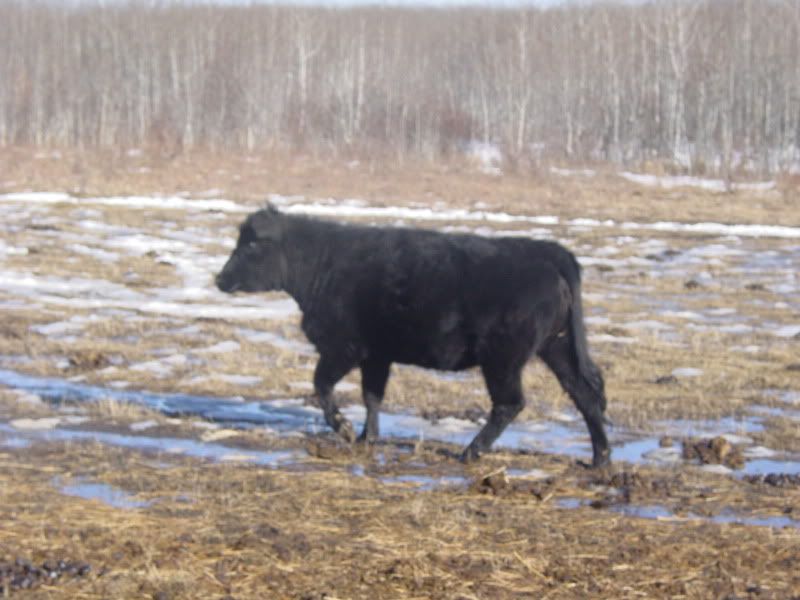 Maybe she IS bred.... - Cattle