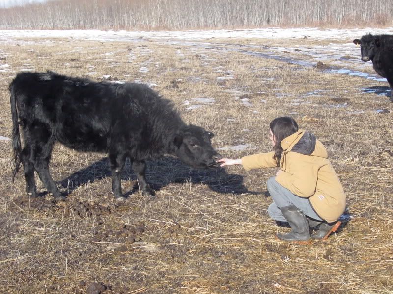 Maybe she IS bred.... - Cattle