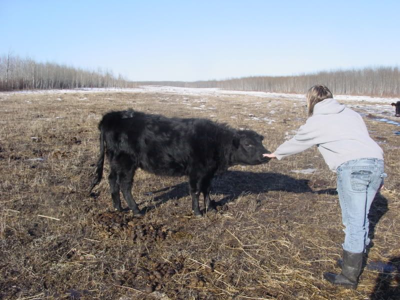 Maybe she IS bred.... - Cattle