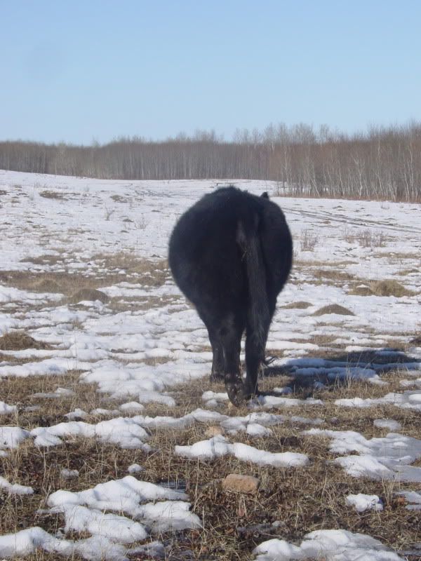 Maybe she IS bred.... - Cattle