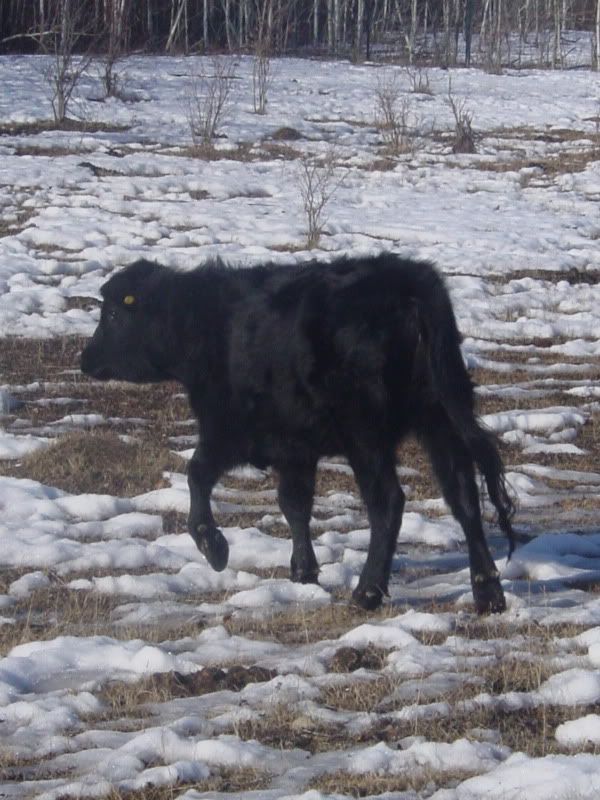 Maybe she IS bred.... - Cattle