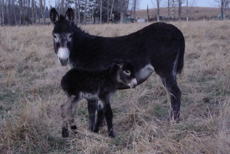 Baby donkey with floppy ear? - Equine