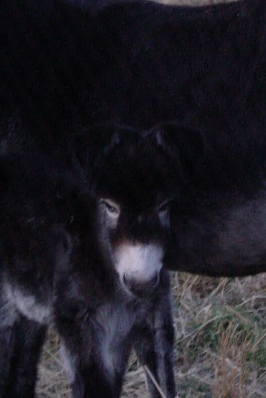 Baby donkey with floppy ear? - Equine