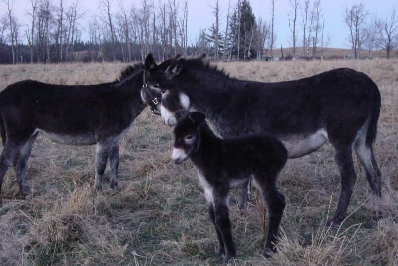 Baby donkey with floppy ear? - Equine