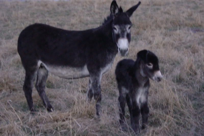 Baby donkey with floppy ear? - Equine