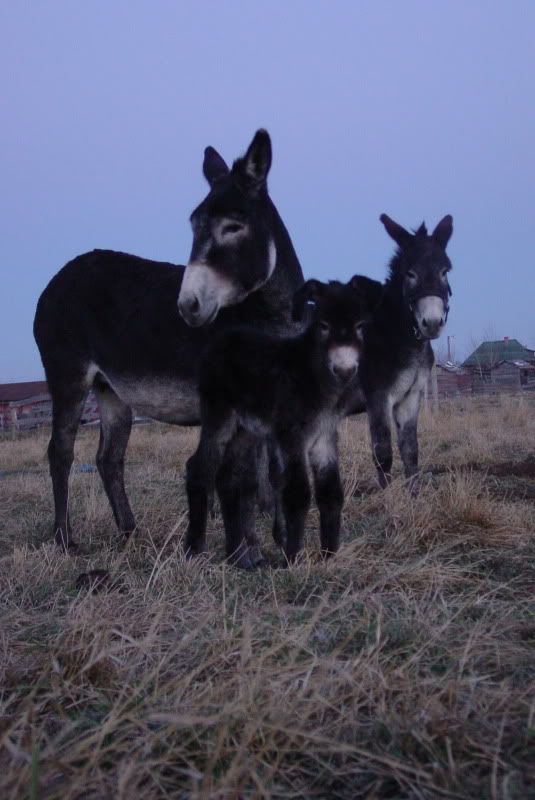 Baby donkey with floppy ear? - Equine