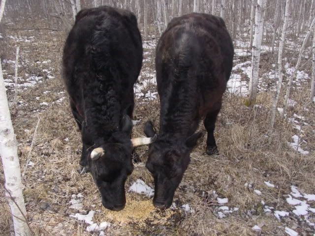 My cows are FINALLY home! - Cattle