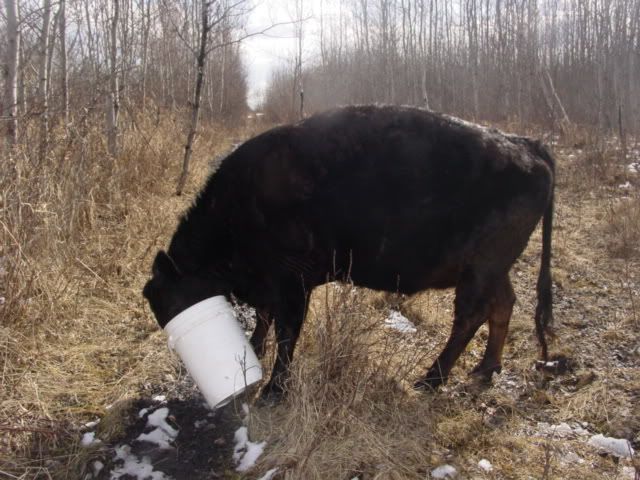 My cows are FINALLY home! - Cattle