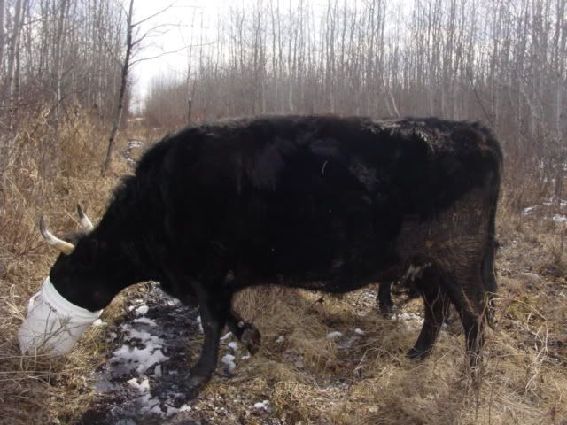 My cows are FINALLY home! - Cattle