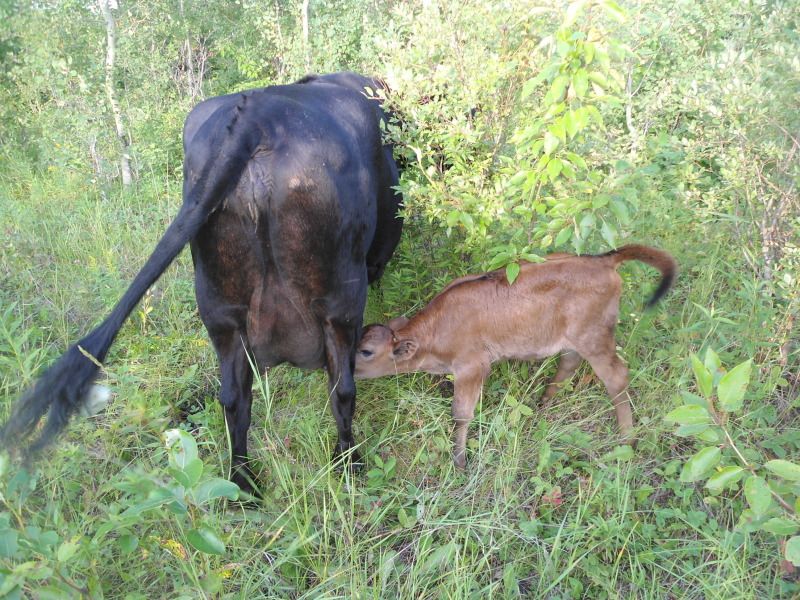 My very first calf is here... - Cattle