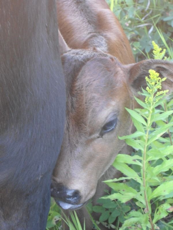 My very first calf is here... - Cattle