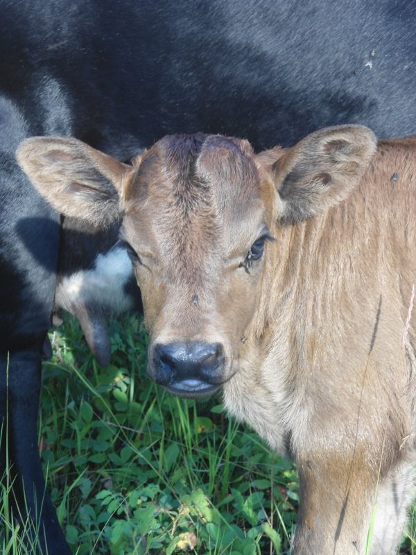 My very first calf is here... - Cattle