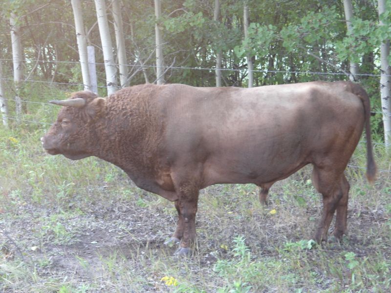 Got accused of starving my bull *sigh* - Cattle