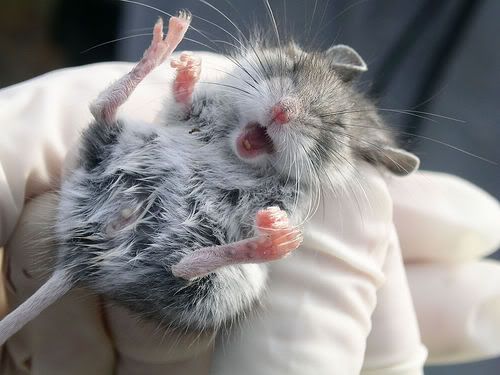 http://img.photobucket.com/albums/v727/KissySquirrel/Animals/MICE%20or%20MOUSE/cute-little-mouse-2frmvee.jpg