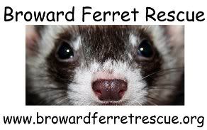 browardferret.jpg picture by KissySquirrel