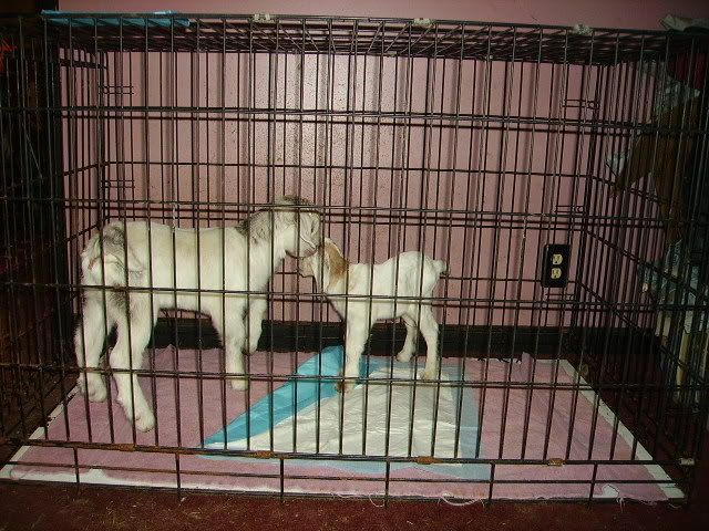 pulled BIG baby HELP HELP !!!! - Goats