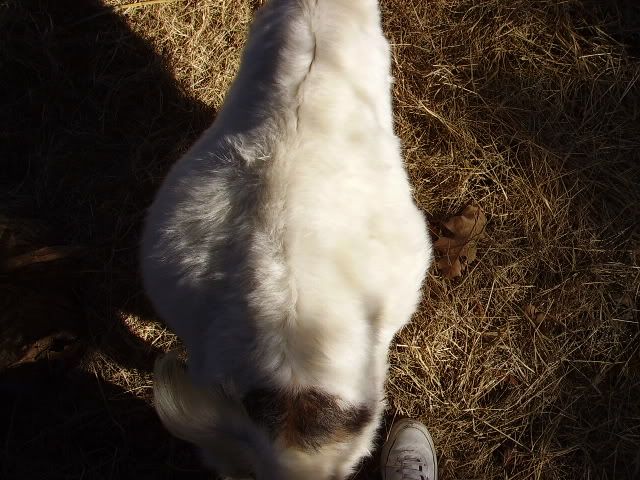 Hay belly, good or bad? - Goats
