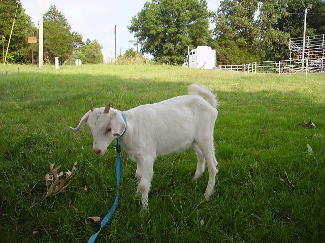 new doeling questions( graphic pictures of a does rear) - Goats