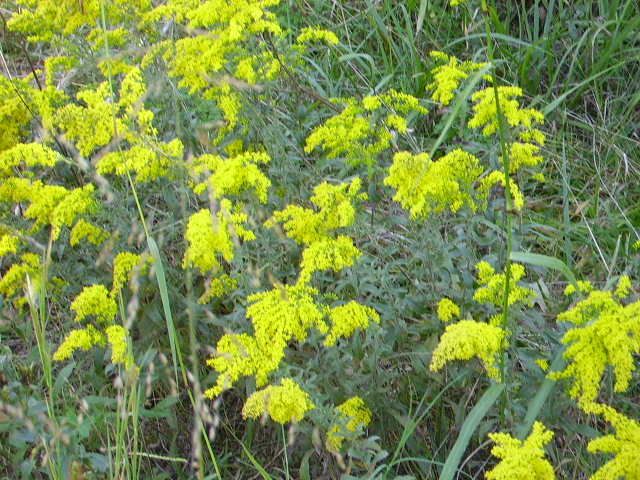 Plant ID, Am I goat friendly? - Goats