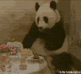 panda-1.gif