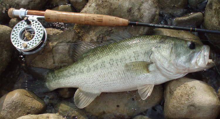 pictures of the guadalupe bass. Guadalupe bass that lived