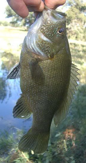 guadalupe bass fish. green sunfish - these fish