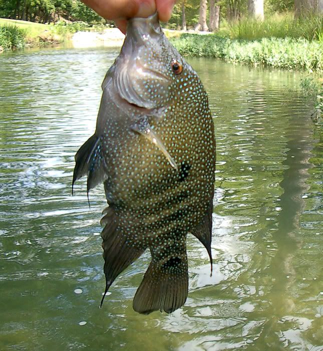 guadalupe bass texas. Guadalupe Bass