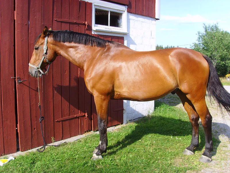 Sadelbilder001.jpg
