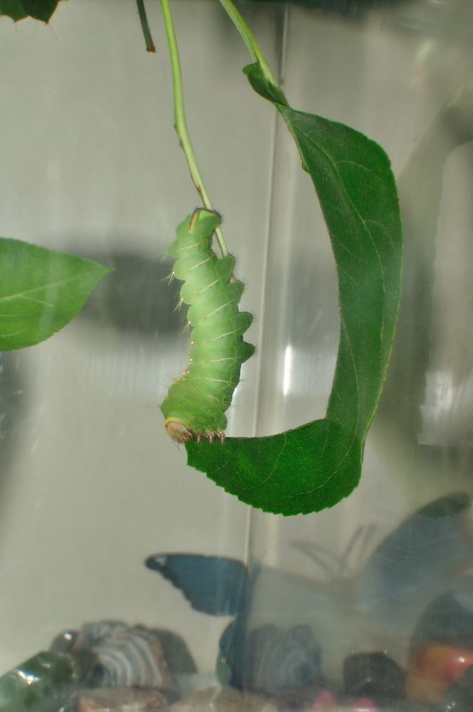 Polyphemus moth caterpillar