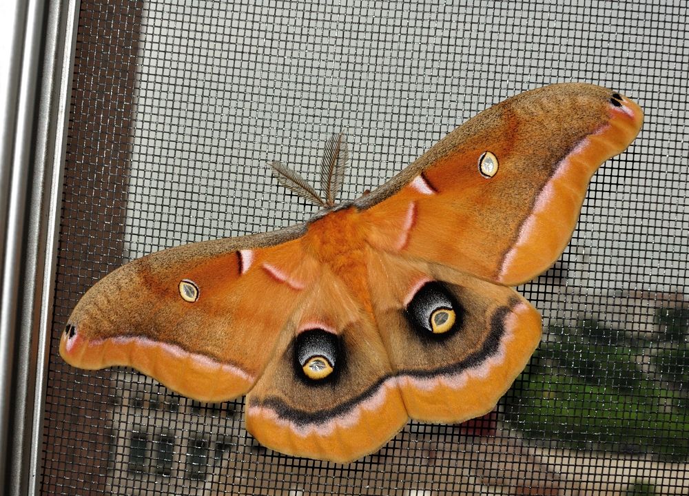 Polyphemus moth male