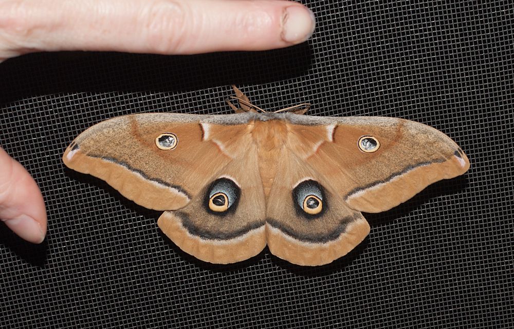 Polyphemus moth female