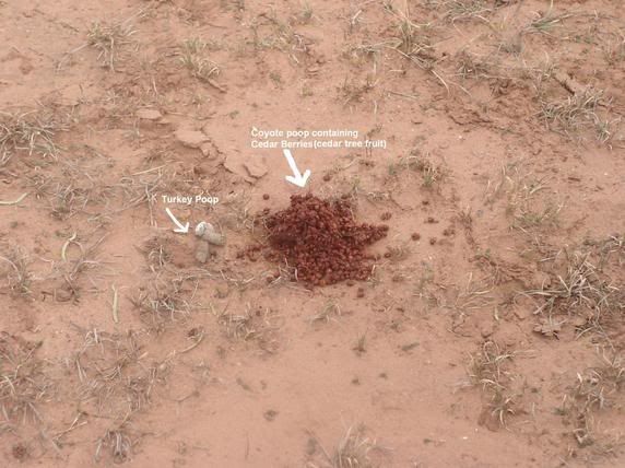 coyotepoop.jpg