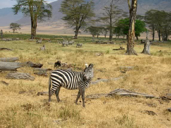 Zebras in the Ngorongoro Crater