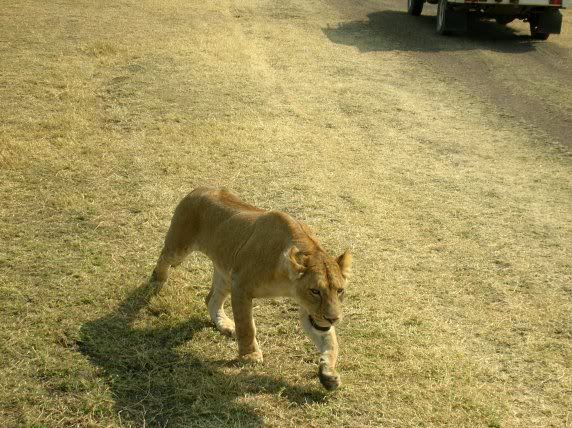 Holy crap you're a lion, get away from me!