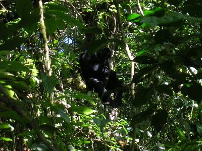 chimp in a tree