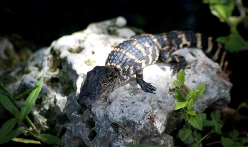 http://img.photobucket.com/albums/v73/molested_cow/Florida/Everglades/Untitled-342.jpg