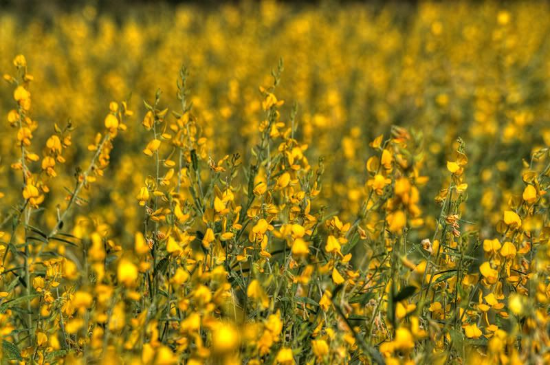 http://img.photobucket.com/albums/v73/molested_cow/Taiwan%20Tainan%202011/DSC_1509.jpg