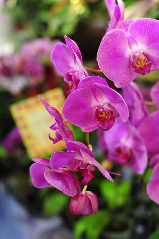http://img.photobucket.com/albums/v73/molested_cow/Taiwan_JianGuo_FlowerMarket/DSC_4431.jpg