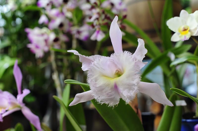 http://img.photobucket.com/albums/v73/molested_cow/Taiwan_JianGuo_FlowerMarket/DSC_4435.jpg