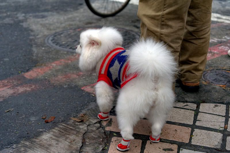 http://img.photobucket.com/albums/v73/molested_cow/Taiwan_JianGuo_FlowerMarket/DSC_4466.jpg
