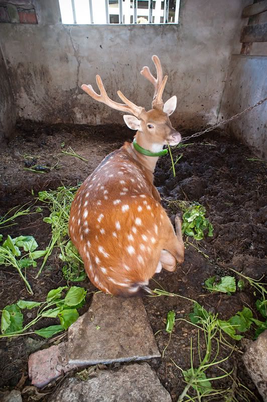 http://img.photobucket.com/albums/v73/molested_cow/Taiwan_TaiDong/Green_Island/DSC_1853.jpg