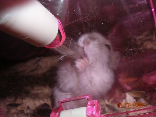 CUTELITTLEHAMSTERDRINKINGWATER.jpg