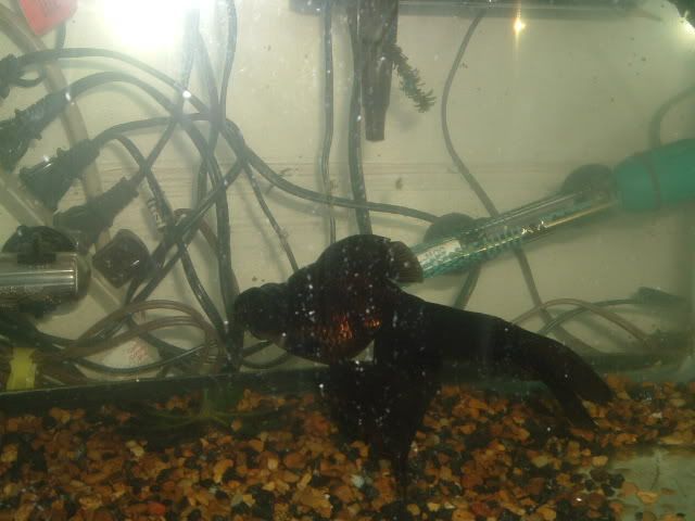 siamese doll goldfish