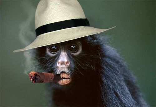 monkey-fedora-cigar.jpg