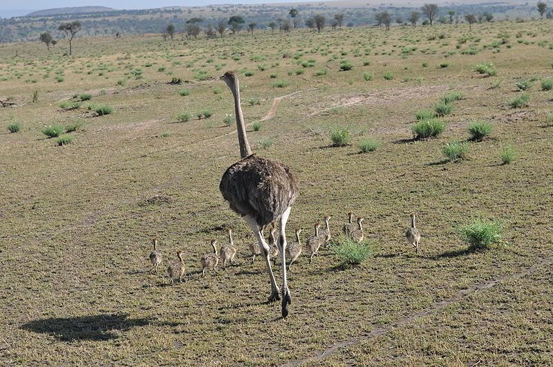 800px-Ostrich_hen_with_chicks_northern_Serengeti.jpg
